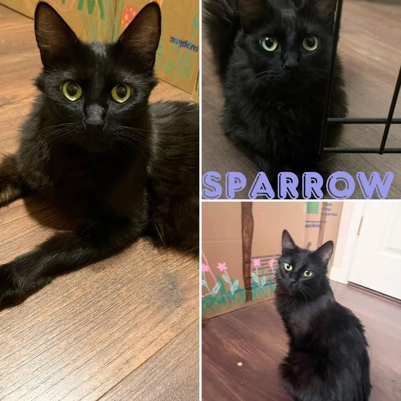 Sparrow