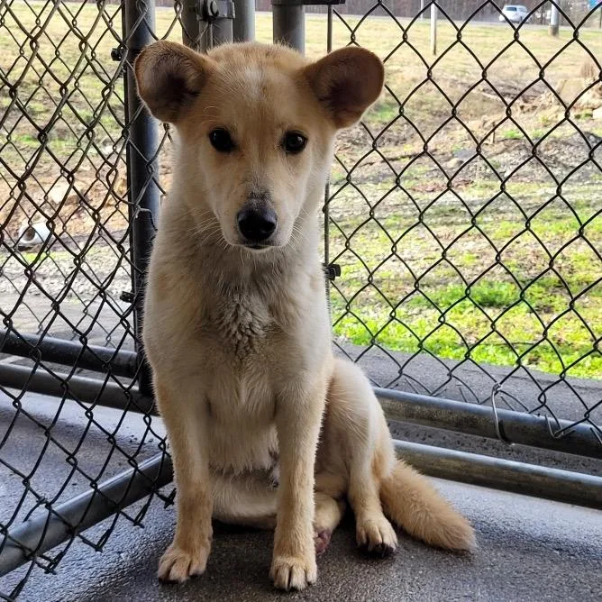 A young small-sized male White / Cream Mixed Breed dog named Titan for adoption in Kokomo, IN