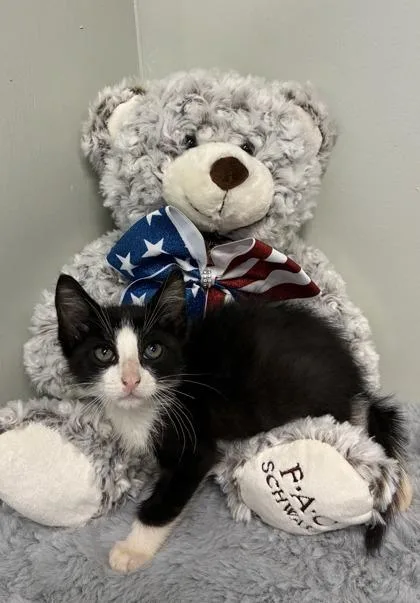 A baby medium-sized male Domestic Short Hair cat named Bean for adoption in Picayune, MS