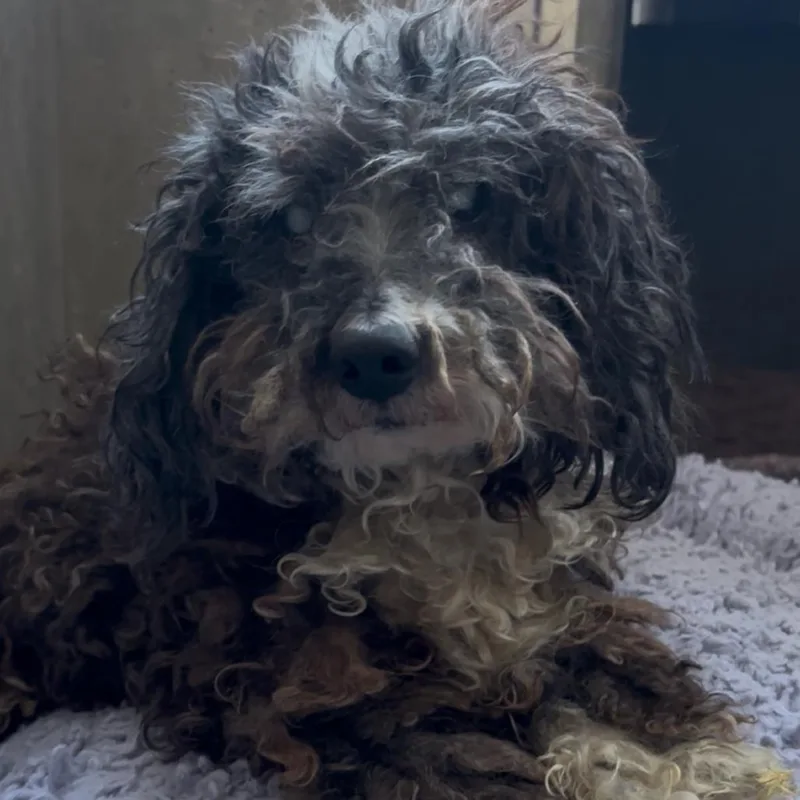 A senior small-sized male Black Poodle dog named Papa John A for adoption in Mission Hills, CA