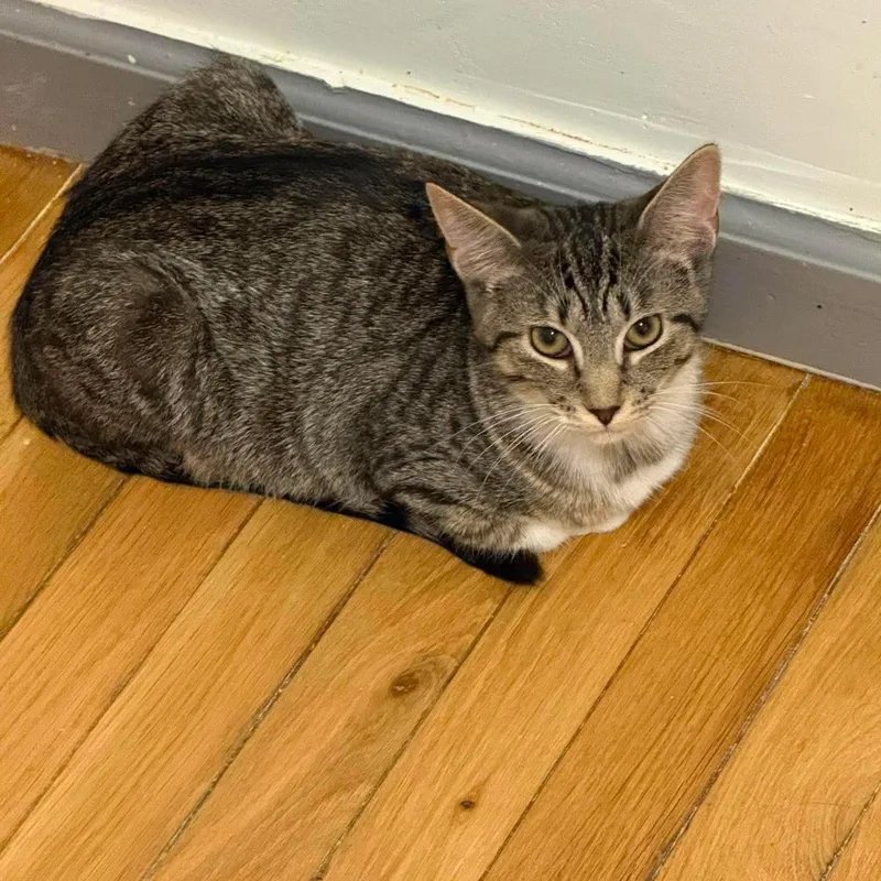 A baby medium-sized male Tabby (Brown / Chocolate) Domestic Short Hair cat named Firefly for adoption in Fort Oglethorpe, GA