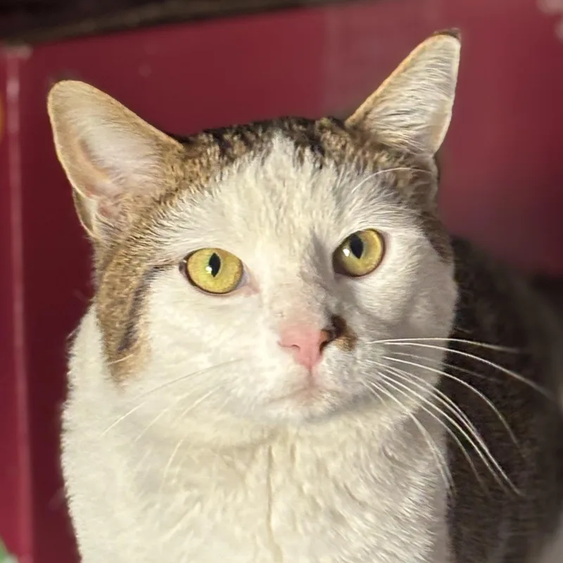 A young medium-sized male Tabby (Brown / Chocolate) Domestic Short Hair cat named Chaz for adoption in Pittsburgh, PA