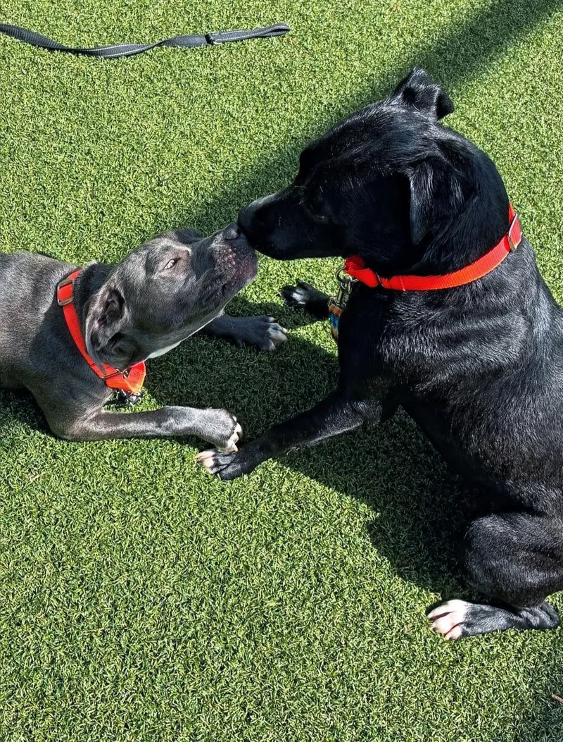 A young medium-sized female Gray / Blue / Silver Labrador Retriever dog named Caris for adoption in Hillsdale, NY