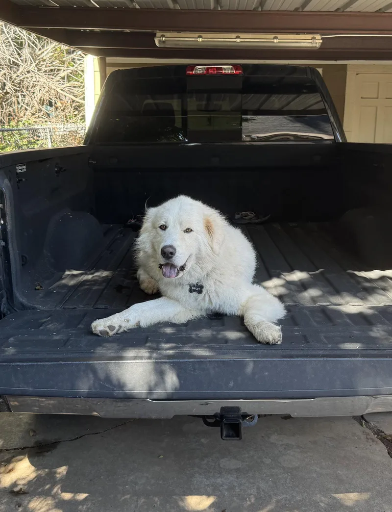 An adult large-sized male Great Pyrenees dog named Bailey for adoption in Garland, TX