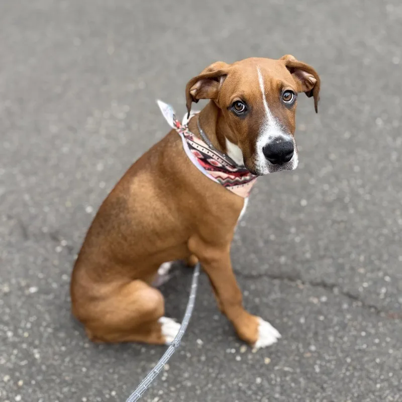 A baby medium-sized male Boxer dog named Bambam for adoption in Newberg, OR