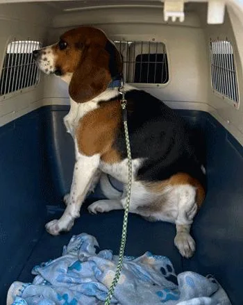 An adult medium-sized male Tricolor (Brown, Black, & White) Beagle dog named Hank for adoption in West Decatur, PA