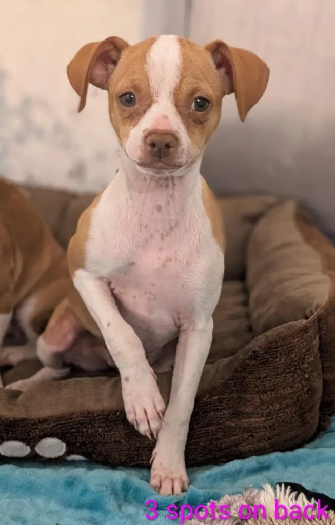 A baby small-sized female Chihuahua dog named Missy for adoption in Seven Points, TX