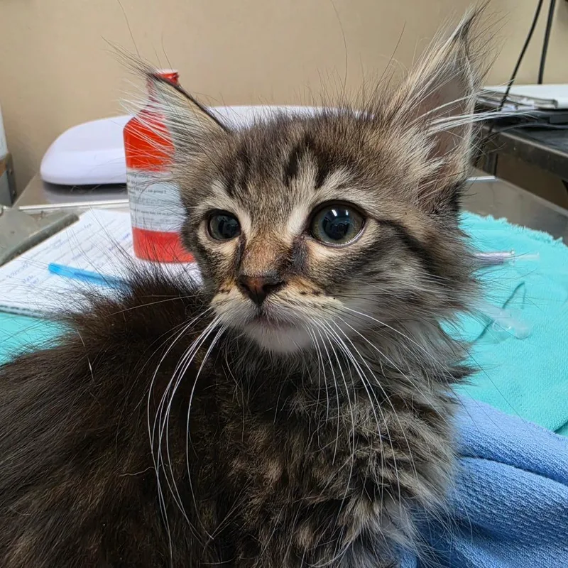 A baby small-sized male Brown / Chocolate Domestic Long Hair cat named Smoky Quartz for adoption in Tacoma, WA
