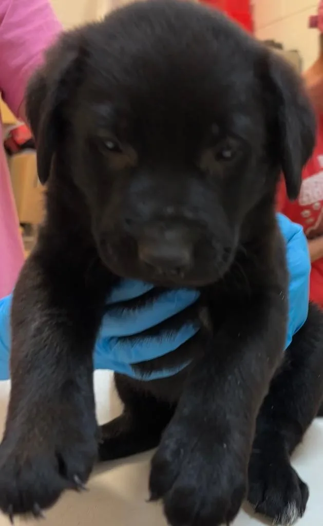 A baby small-sized male Shepherd dog named Teddy Bear for adoption in Elizabethton, TN