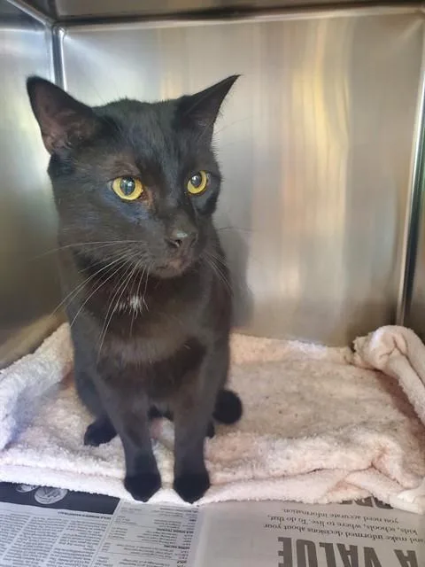 An adult medium-sized male Domestic Short Hair cat named Bruce for adoption in Castaic, CA