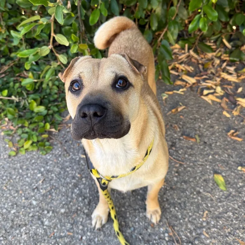A young medium-sized male Yellow / Tan / Blond / Fawn Shar-Pei dog named Pepe for adoption in Santa Barbara, CA