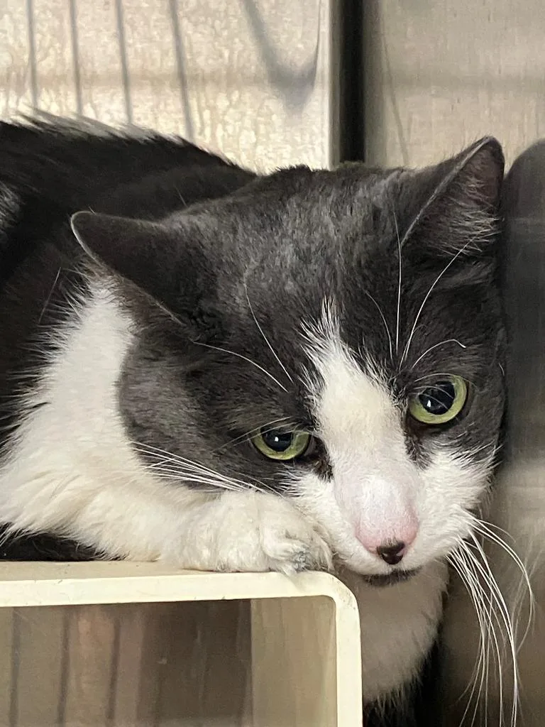 An adult large-sized female Domestic Short Hair cat named Chloe for adoption in Lunenburg, MA
