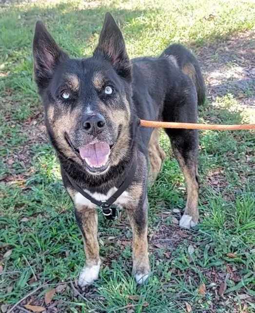 An adult large-sized male Husky dog named Moses for adoption in Fort Lauderdale, FL