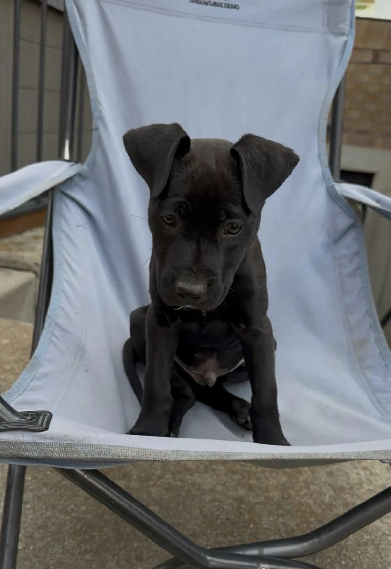 A baby medium-sized male Pit Bull Terrier dog named Blue Arlo for adoption in Salt Lake City, UT