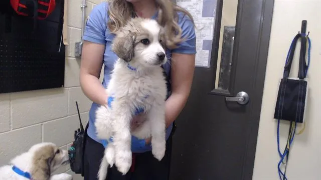A baby small-sized male Anatolian Shepherd dog named Sweet Pepper for adoption in Denver, CO