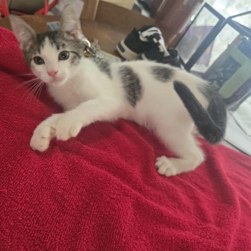 A baby small-sized male Tabby (Brown / Chocolate) Domestic Short Hair cat named ObieWanKenobi for adoption in Sedalia, MO