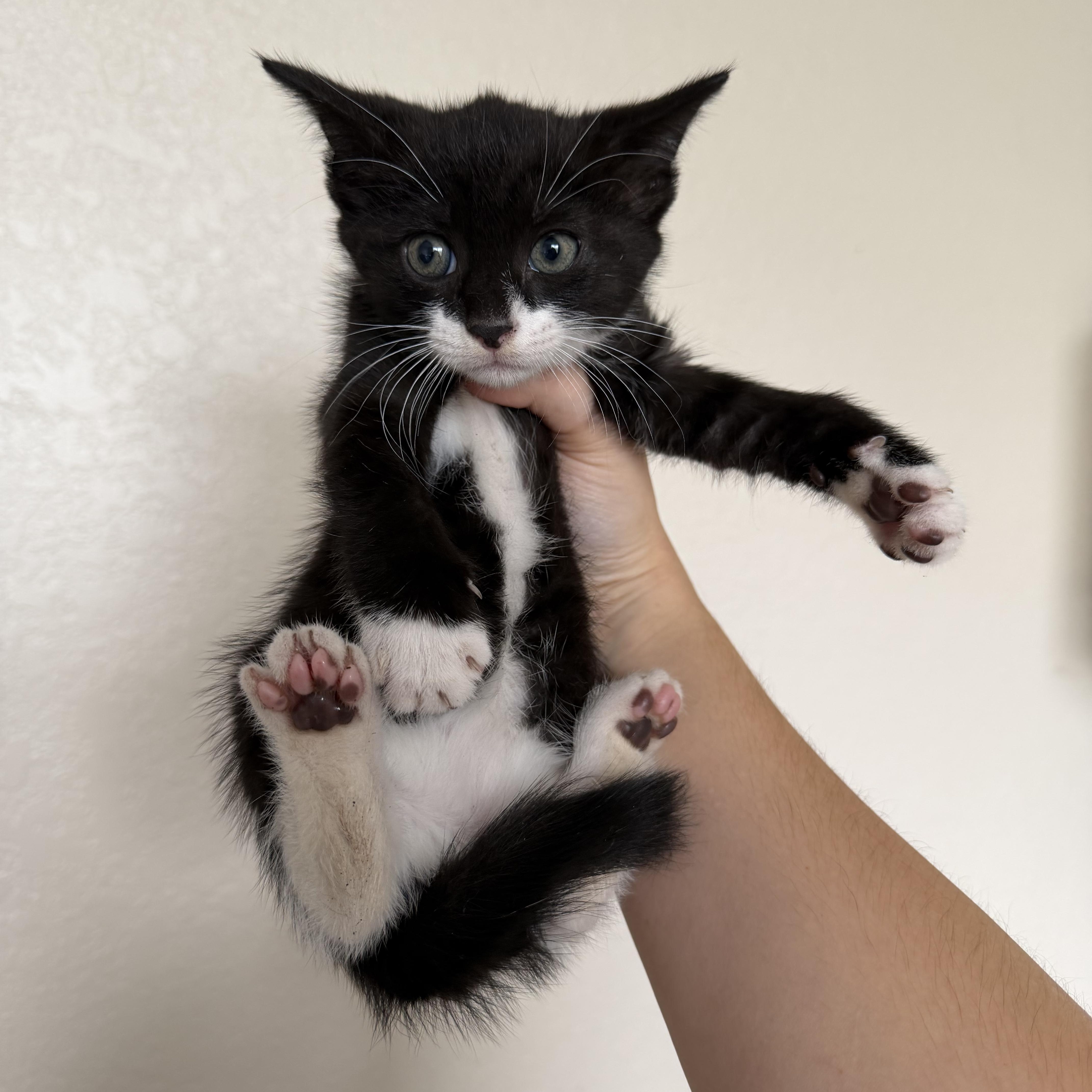 A baby medium-sized male Black & White / Tuxedo Domestic Short Hair cat named Gonzo for adoption in jacksonville, FL
