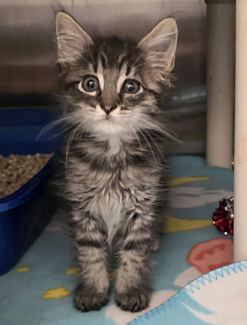 A baby large-sized male Tabby (Brown / Chocolate) Domestic Medium Hair cat named Gerard for adoption in Amityville, NY
