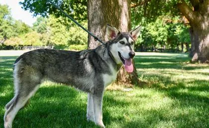 An adult large-sized female Alaskan Malamute dog named Sequoia for adoption in Yakima, WA