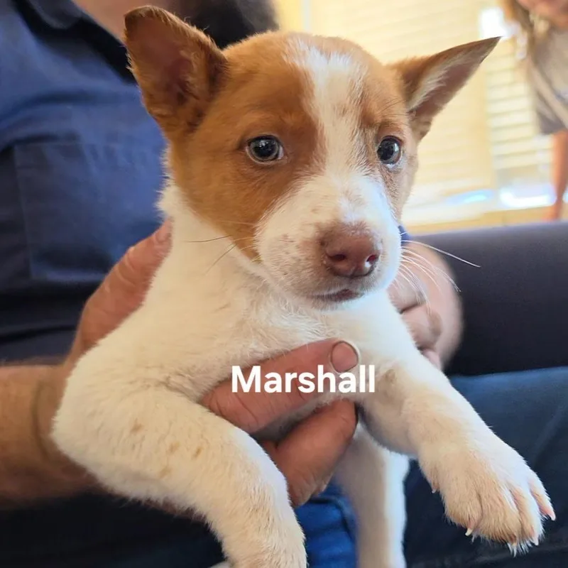 A baby medium-sized male White / Cream Australian Cattle Dog / Blue Heeler dog named Marshall for adoption in Brentwood, CA