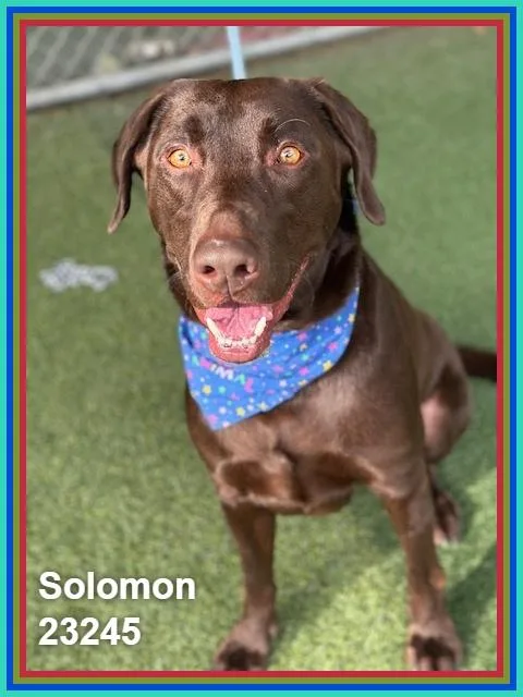 An adult large-sized male Brown / Chocolate Labrador Retriever dog named Solomon for adoption in Marietta, GA
