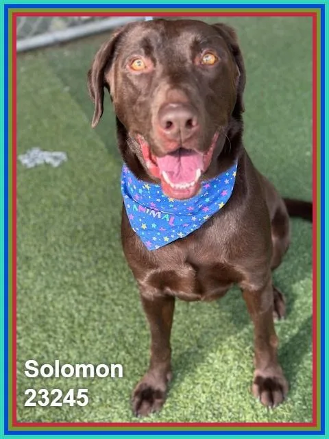 Solomon thumbnail 2
