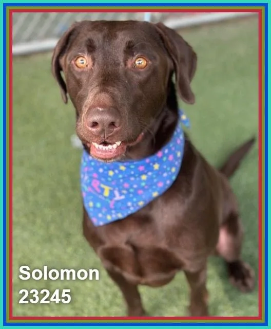 Solomon thumbnail 3