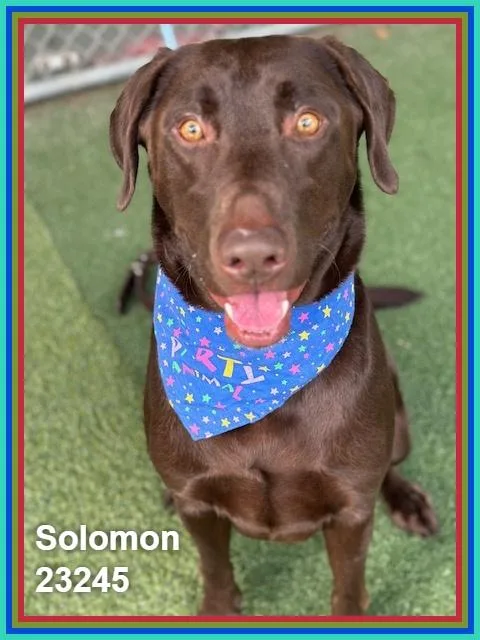 Solomon thumbnail 6
