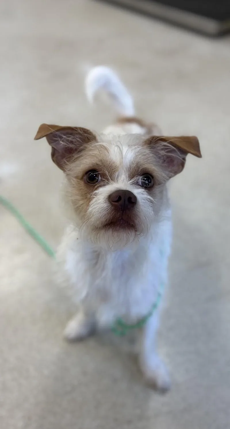 A young small-sized male Terrier dog named Tiny Tim for adoption in Hagerstown, MD