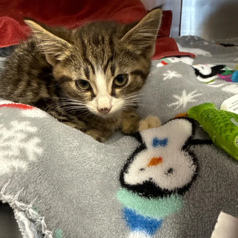 A baby medium-sized male Tabby (Brown / Chocolate) Domestic Short Hair cat named Elias for adoption in Reynoldsburg, OH