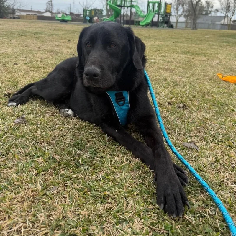 An adult large-sized male Black Black Labrador Retriever dog named River for adoption in New Orleans, LA