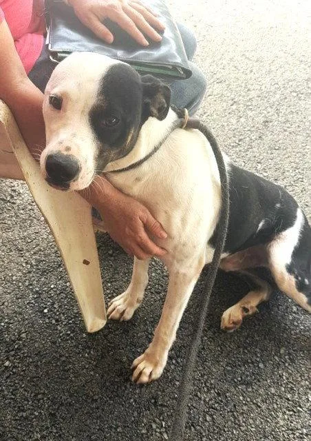 A young medium-sized male Hound dog named Link for adoption in Carrollton, GA
