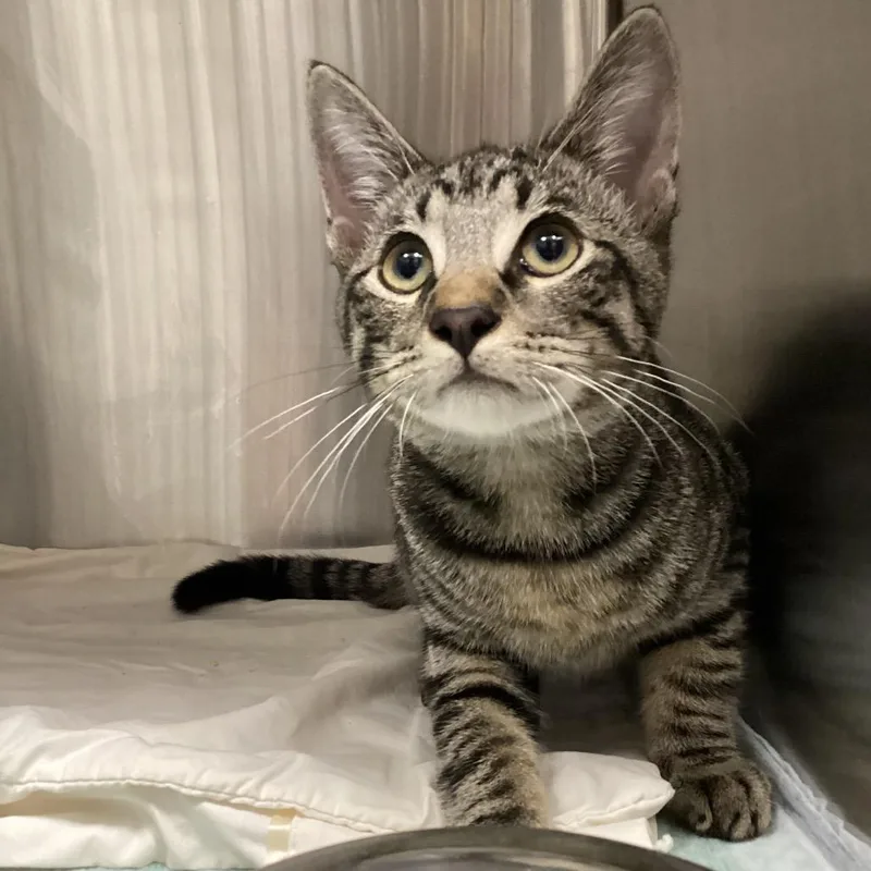A baby medium-sized male Brown / Chocolate Domestic Short Hair cat named Chandler for adoption in Tampa, FL