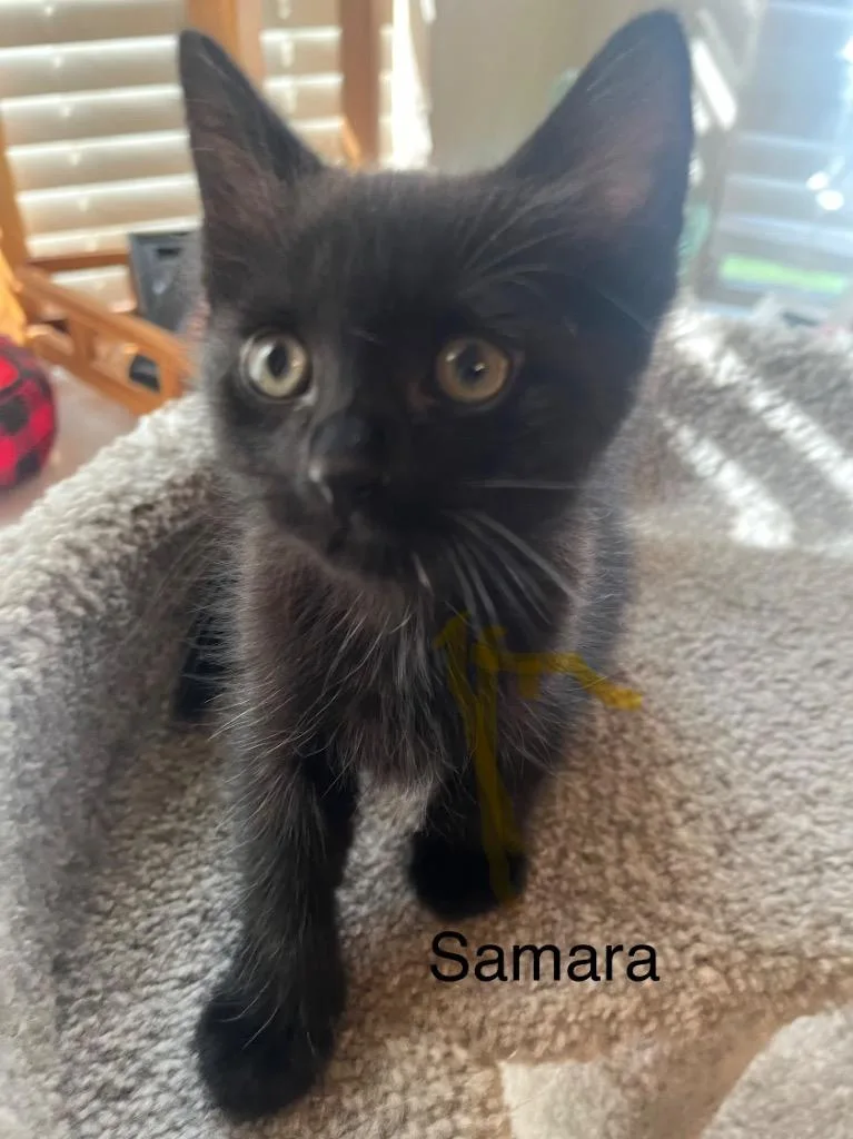 A baby medium-sized female Domestic Short Hair cat named Samara for adoption in Spring, TX