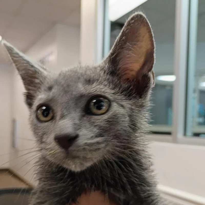 A baby small-sized male Gray / Blue / Silver Domestic Short Hair cat named Strayairportthruway for adoption in Columbus, GA