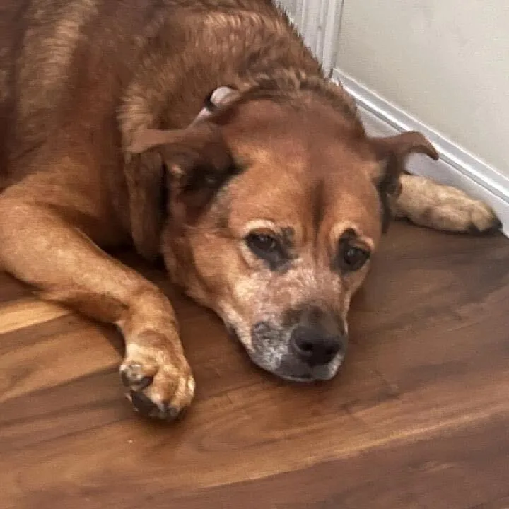 A senior large-sized female Apricot / Beige Labrador Retriever dog named Lyla for adoption in Homestead, FL