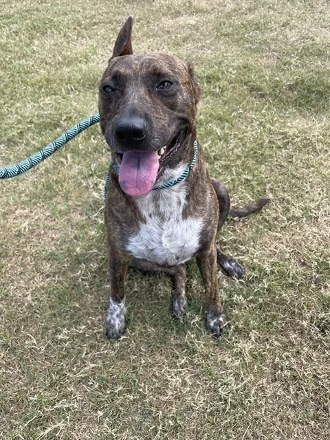 An adult medium-sized female Australian Cattle Dog / Blue Heeler dog named Flox for adoption in Corpus Christi, TX