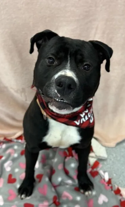 Cuponoodles thumbnail 2