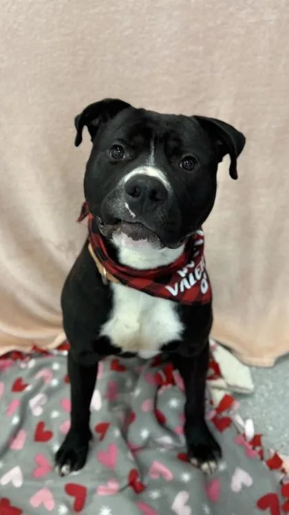 Cuponoodles thumbnail 3