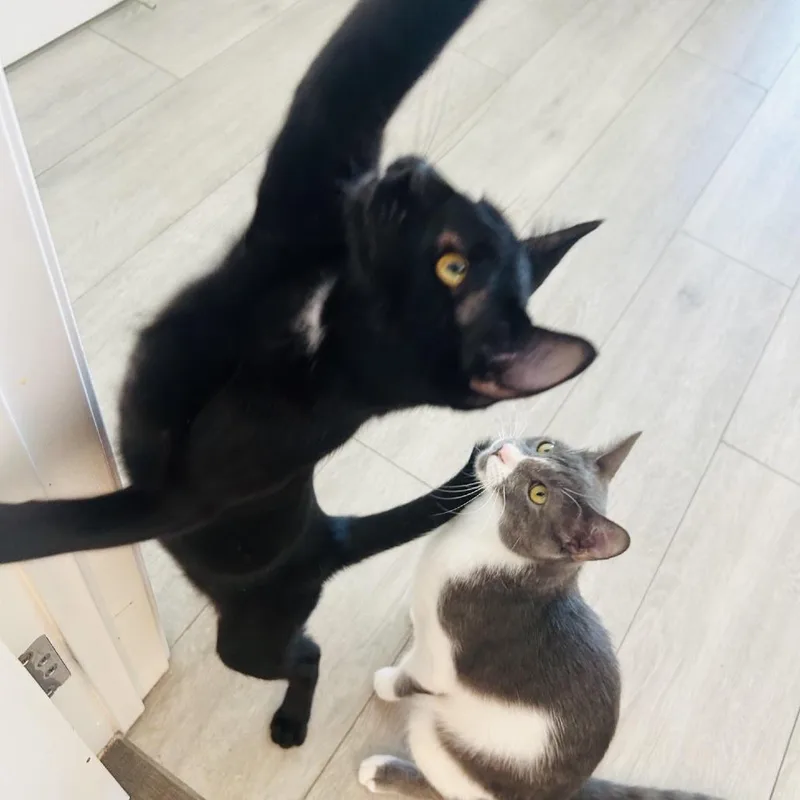 A baby small-sized male Black Domestic Short Hair cat named Leo for adoption in Los Angeles, CA