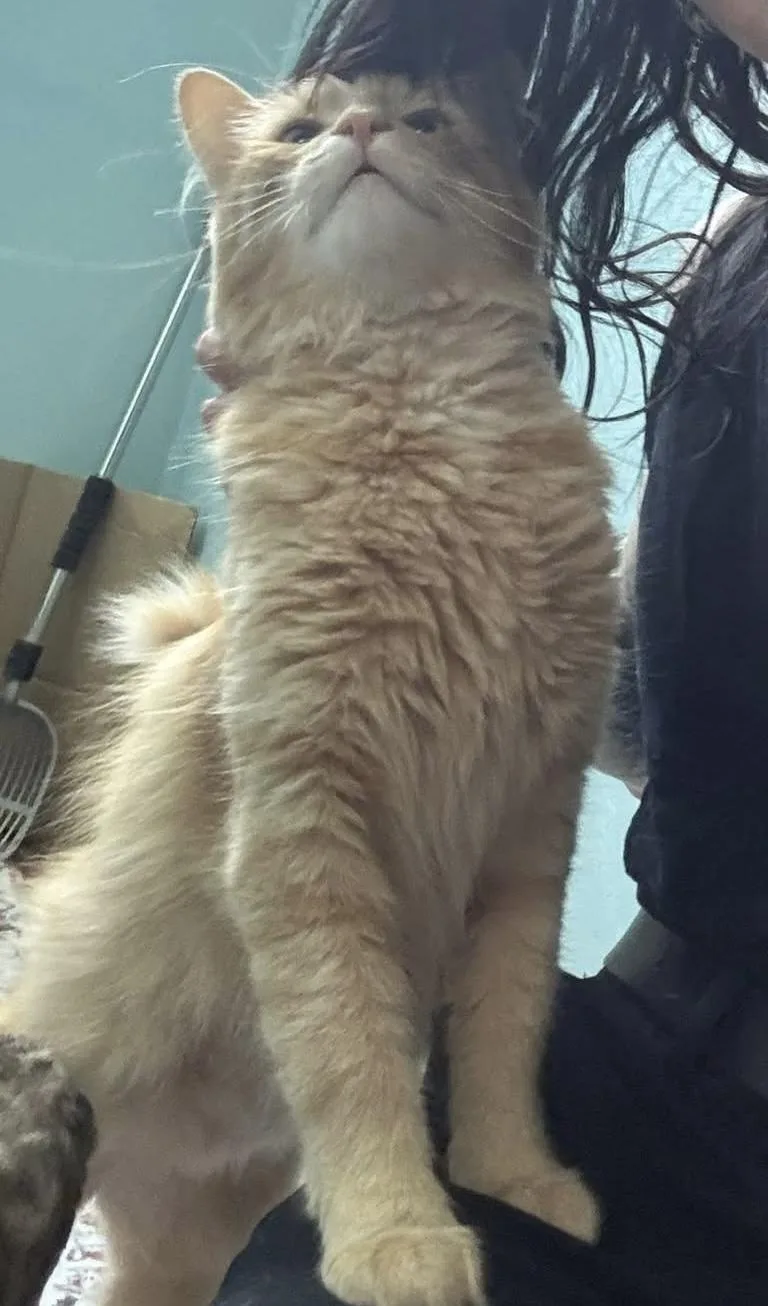 An adult medium-sized male Domestic Medium Hair cat named Garrison for adoption in Newark, NJ