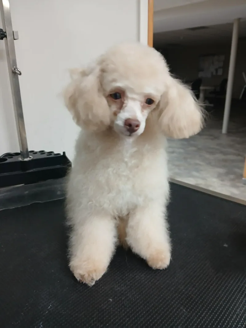 A baby small-sized female White / Cream Miniature Poodle dog named Rose Petal for adoption in Vernon, CT