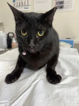 An adult medium-sized female Domestic Short Hair cat named Sugar for adoption in San Antonio, TX