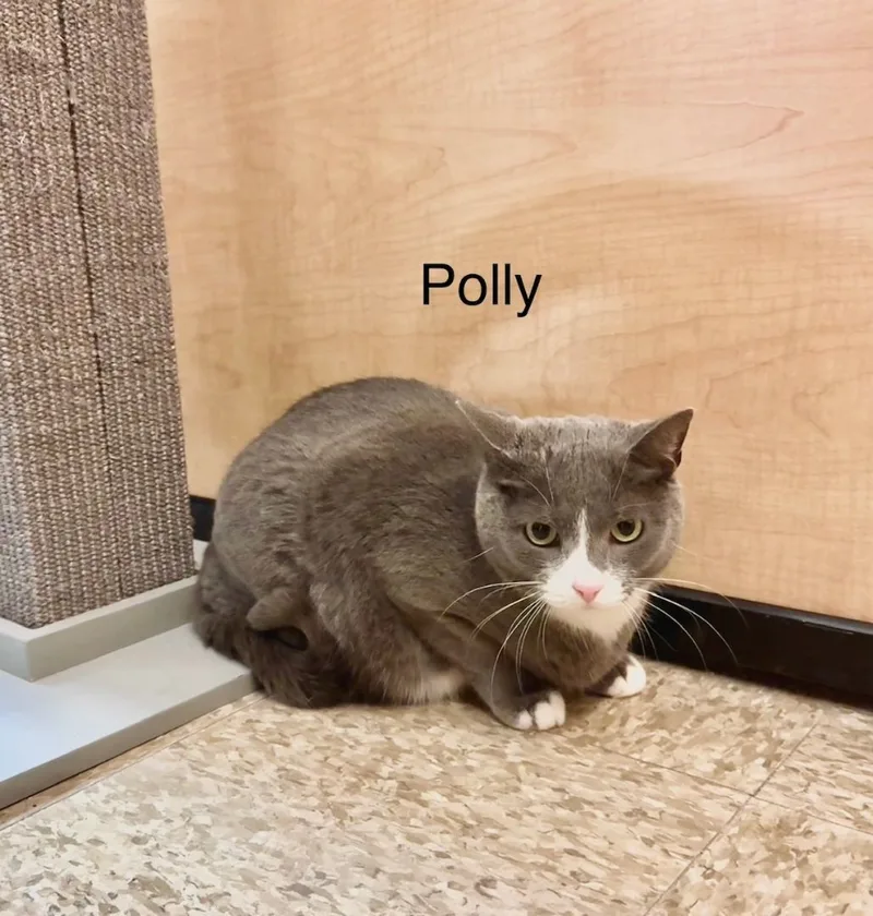 Polly