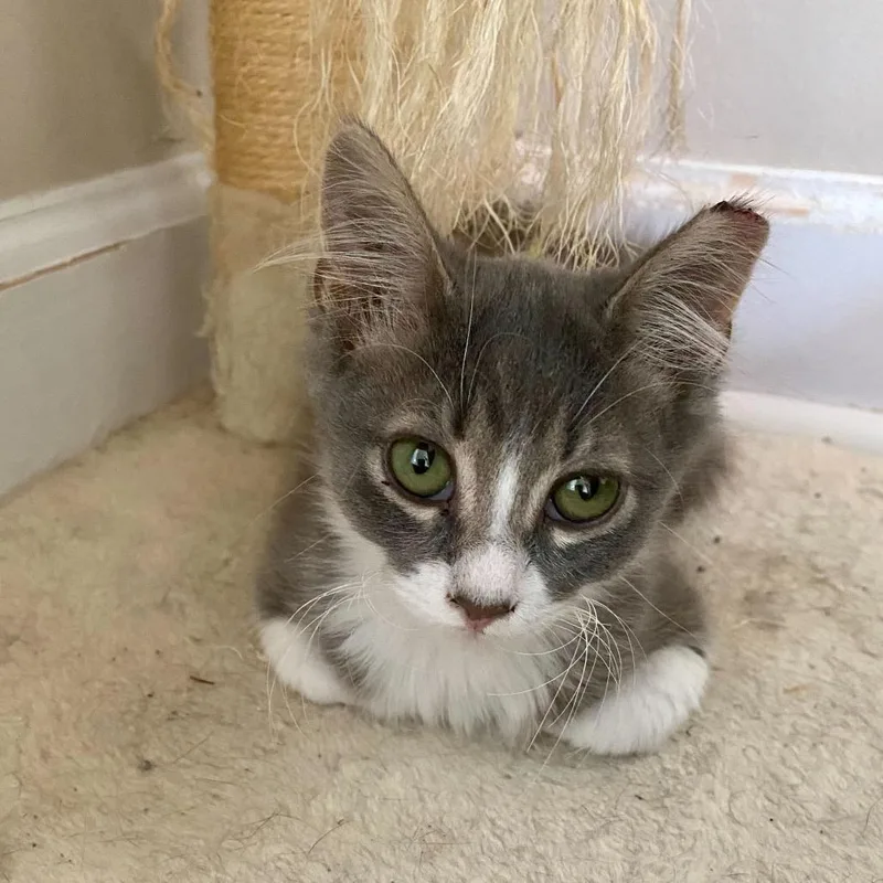 A baby small-sized female Gray / Blue / Silver Domestic Medium Hair cat named Abbey for adoption in Charlotte, NC