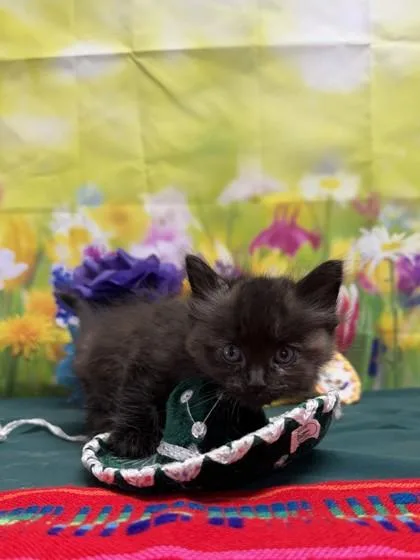 A baby small-sized female Domestic Short Hair cat named Zinnia for adoption in San Antonio, TX