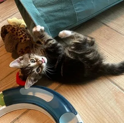 A baby small-sized male Domestic Short Hair cat named Daniel Craig for adoption in Wheaton, IL