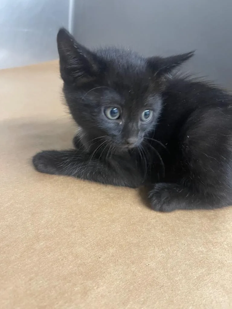 A baby small-sized male Domestic Short Hair cat named Gretchen for adoption in Cartersville , GA