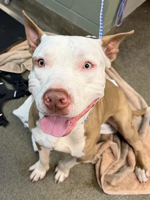 A young large-sized male Mixed Breed dog named Buck for adoption in Jacksonville, FL