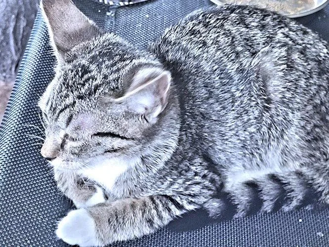 A baby medium-sized female Tabby cat named Jane for adoption in Rutherfordton, NC